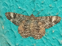Epimecis