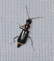 Axinotarsus pulicarius