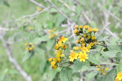 Xanthocampsomeris limosa