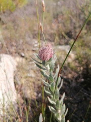 Leucospermum calligerum