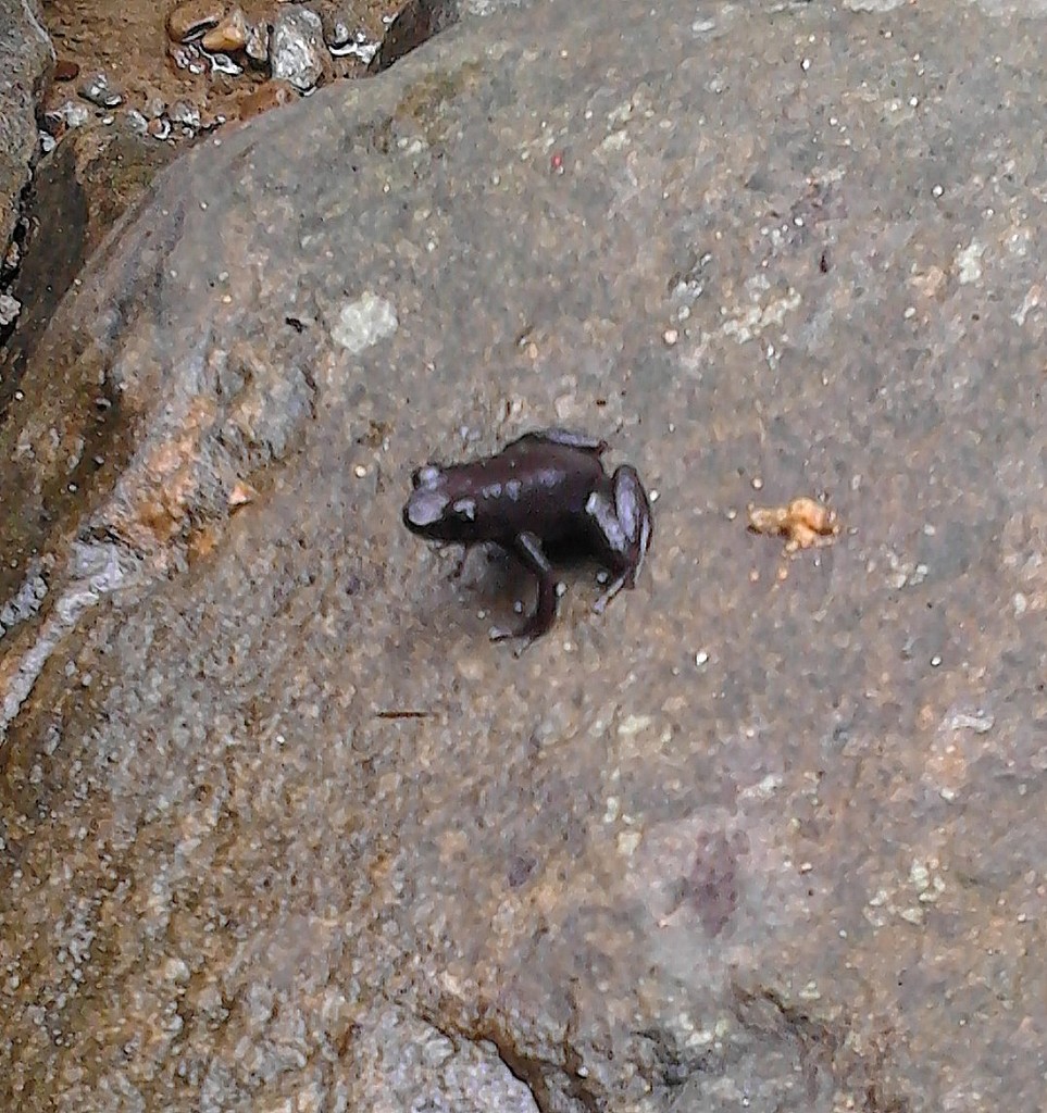 Sierra de Aroa Collared Frog