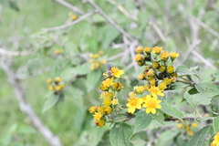 Xanthocampsomeris limosa