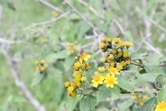 Xanthocampsomeris limosa