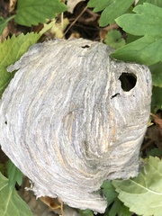 Dolichovespula arenaria