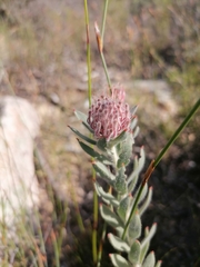 Leucospermum calligerum