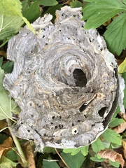 Dolichovespula arenaria