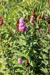 Spiraea