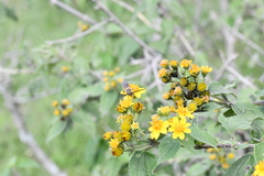 Xanthocampsomeris limosa
