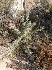 Leucospermum calligerum