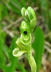 Pterostylis bicolor