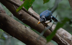 Cyanocorax yucatanicus
