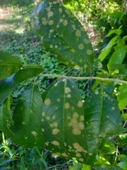 Cephaleuros lagerheimii