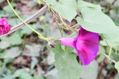 Ipomoea orizabensis