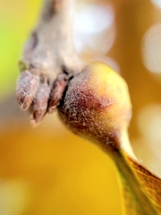 Andricus quercuspetiolicola