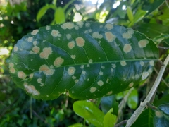 Cephaleuros lagerheimii