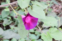 Ipomoea orizabensis