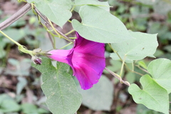 Ipomoea orizabensis