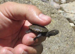 Kinosternon sonoriense