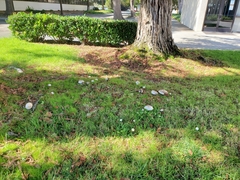 Agaricus