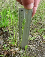 Pterostylis bicolor
