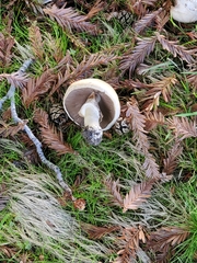 Agaricus