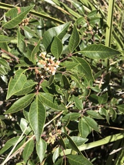 Rhus virens choriophylla