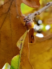 Andricus quercuspetiolicola