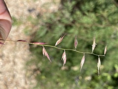 Bouteloua repens