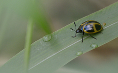 Aegithus quadrinotatus