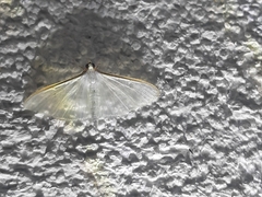 Palpita
