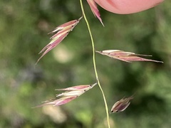 Bouteloua repens