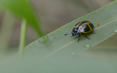 Aegithus quadrinotatus