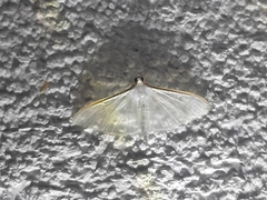 Palpita