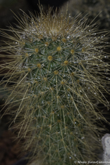 Mammillaria magnifica
