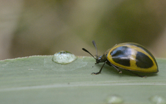 Aegithus quadrinotatus