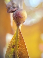 Andricus quercuspetiolicola