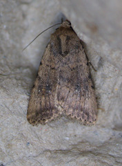 Caradrina montana