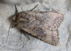 Caradrina montana