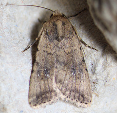 Caradrina montana