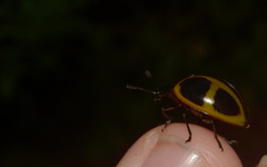 Aegithus quadrinotatus