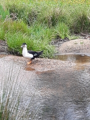 Anas platyrhynchos × Cairina moschata