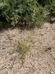 Bouteloua repens