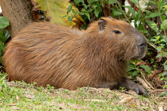 Hydrochoerus hydrochaeris