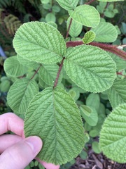Rubus ellipticus