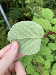 Rubus ellipticus