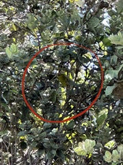 Chlorodrepanis virens