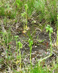 Pterostylis bicolor