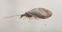 Hemerobius