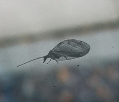 Hemerobius