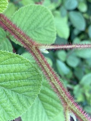 Rubus ellipticus